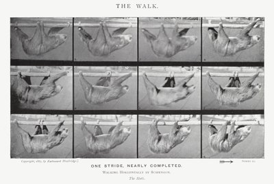 Eadweard Muybridge: The Walk (černobílá fotografie) od Eadweard Muybridge