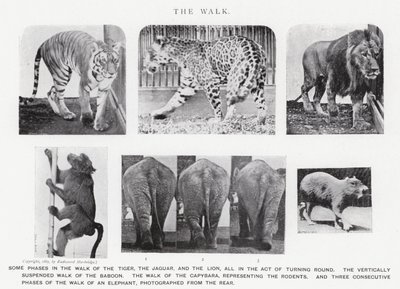 Eadweard Muybridge: The Walk (černobílá fotografie) od Eadweard Muybridge