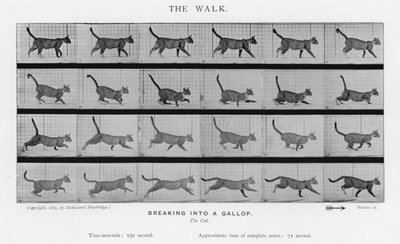 Eadweard Muybridge: The Walk od Eadweard Muybridge