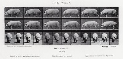 Eadweard Muybridge: The Walk od Eadweard Muybridge