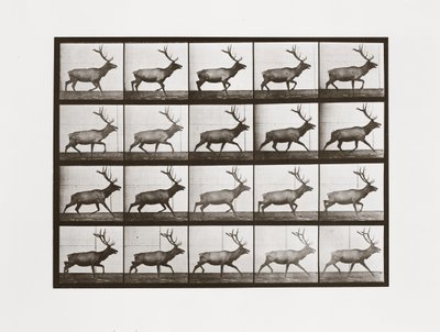 Elk, deska 692 od Animal Locomotion, 1887 od Eadweard Muybridge