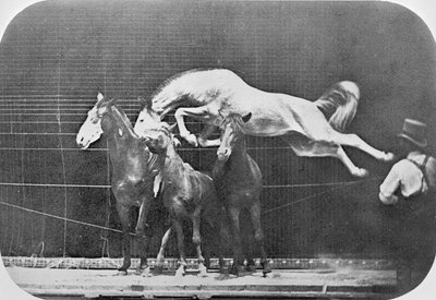 Skákání přes tři koně... kaštanový kůň Hornet, z knihy "Animal Locomotion, An Electro-Photographic Investigation of Consecutive Phases of Animal Movement", asi 1872-85. od Eadweard Muybridge