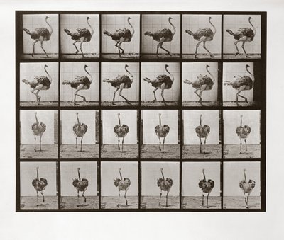 Pštrosí běh, talíř 772 od Animal Locomotion, 1887 od Eadweard Muybridge