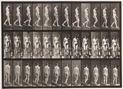 Deska 117. Sestupný sklon, 1872-1885 od Eadweard Muybridge