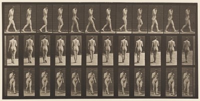 Talíř 14. Chůze, pravá ruka u brady, 1872-1885 od Eadweard Muybridge