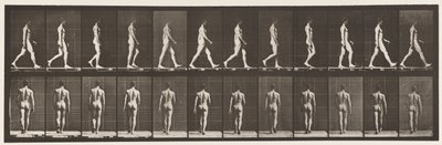 Talíř 2. Chůze, 1872-1885 od Eadweard Muybridge