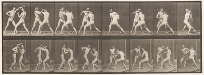 Talíř 342. Boxování; Otevřená ruka, 1872-1885 od Eadweard Muybridge