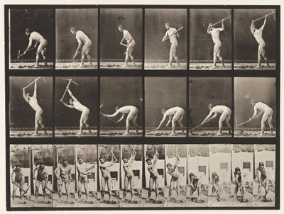Talíř 385. Sedlák, trsátkem, 1872-1885 od Eadweard Muybridge