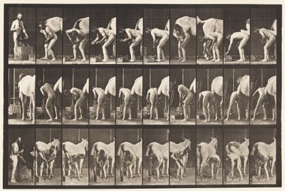 Talíř 508. Podkování koně od Eadweard Muybridge