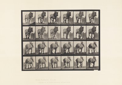 Talíř 564.Vytahování; Zlomený řetízek, tmavě šedý belgický kůň Dusel od Eadweard Muybridge