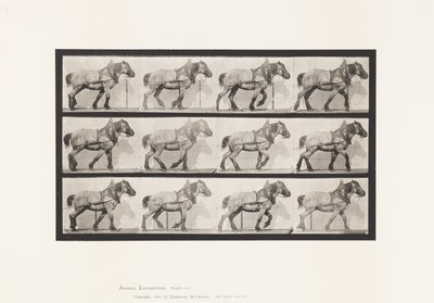 Talíř 565.Vytahování;Dark-Gray Belgian Horse Dusel od Eadweard Muybridge