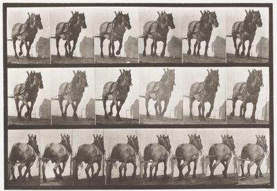 Talíř 566.Hauling;Dark-Gray Belgian Horse Dusel, 1885 od Eadweard Muybridge