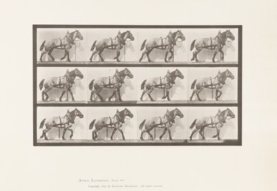Talíř 567. Tažení; Tmavě šedý belgický kůň Billy, 1885 od Eadweard Muybridge