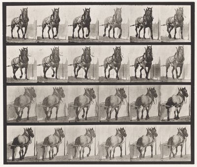 Talíř 568. Tažení; Tmavě šedý belgický kůň Billy od Eadweard Muybridge