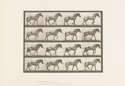 Talíř 569. Tažení; Tmavě šedý belgický kůň Jeníček, 1885 od Eadweard Muybridge