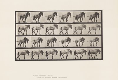 Talíř 570. Tažení; Tmavě šedý belgický kůň Jeníček, 1885 od Eadweard Muybridge