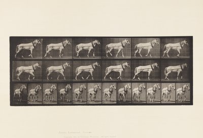 Talíř 571.Hauling;Světle šedá Mare Johnson, 1885 od Eadweard Muybridge