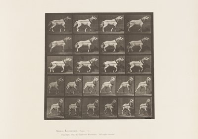 Talíř 572.Vytahování; Tahání hlavy; Světle šedá klisna, 1885 od Eadweard Muybridge