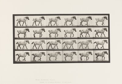 Talíř 574.Chůze; Volný, uvolnit; Tmavě šedý belgický kůň Jeníček, 1885 od Eadweard Muybridge