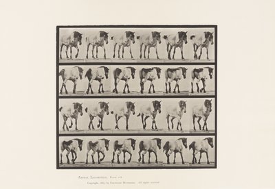Talíř 575.Chůze; Volný, uvolnit; Tmavě šedý belgický kůň Jeníček, 1885 od Eadweard Muybridge