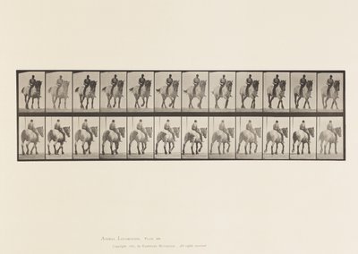Talíř 578.Chůze; Holá záda; Tmavě šedý belgický kůň Dusel od Eadweard Muybridge