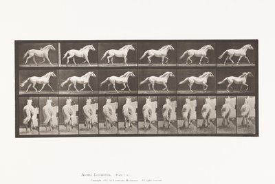 Talíř 596. Klusání; Volný, uvolnit; Světle šedý kůň orel od Eadweard Muybridge