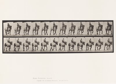 Talíř 599. Klusání; Bez sedla; Tmavošedý Dusel od Eadweard Muybridge