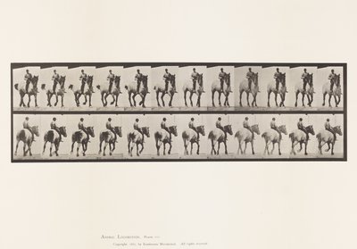 Talíř 600. Klusání; Bez sedla; Tmavošedý Dusel od Eadweard Muybridge