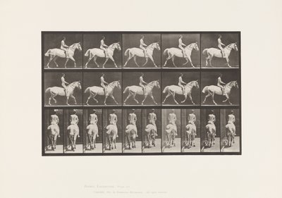 Talíř 603. Klusání; Sedlo; Ride, 43, široký, světle šedý kůň Smith od Eadweard Muybridge