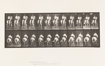 Talíř 604. Klusání; Sedlo; Bílý kůň, Elberon od Eadweard Muybridge