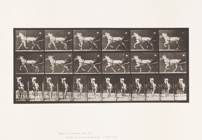 Talíř 610. Klusání; Sulky; Grey Mare, Katydid od Eadweard Muybridge
