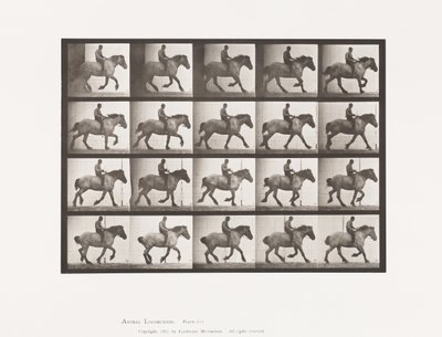 Talíř 615. Canter: Bez sedla; Tmavě šedý belgický kůň Jeníček od Eadweard Muybridge