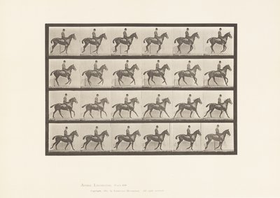 Talíř 616. Canter; Sedlo; Bay Horse Daisy od Eadweard Muybridge