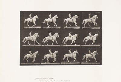 Talíř 617. Canter; Bez sedla; Jezdec, 106, nahý; Bílý kůň Clinton, 1885 od Eadweard Muybridge