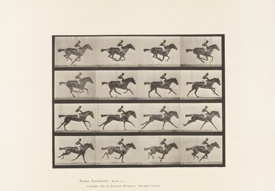 Talíř 626. Cval; Plnokrevná Bay Mare Annie G. od Eadweard Muybridge