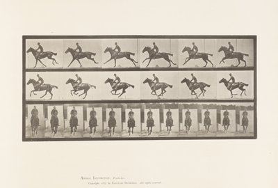 Talíř 631. Cval; Sedlo; Kytice plnokrevného hnědáka od Eadweard Muybridge