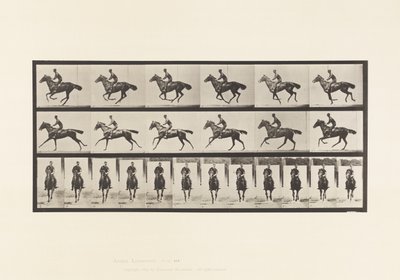 Talíř 632. Cval; Sedlo; Kytice plnokrevného hnědáka od Eadweard Muybridge