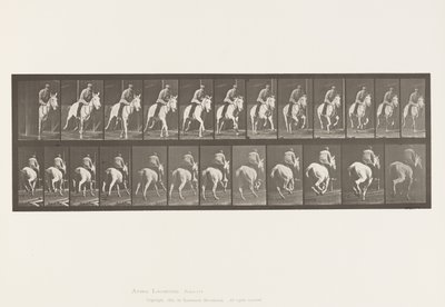 Talíř 635. Cval; Sedlo; Grey Mare, Pandora od Eadweard Muybridge