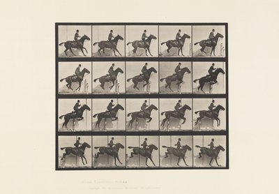 Talíř 638. Skok přes překážku; Sedlo; Bay Horse Daisy od Eadweard Muybridge
