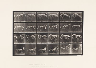 Talíř 648. Skákání přes tři koně; A,B; Sršeň kaštanový od Eadweard Muybridge
