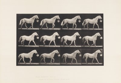 Talíř 650. Chůze s vědrem v ústech; Světle šedý kůň od Eadweard Muybridge