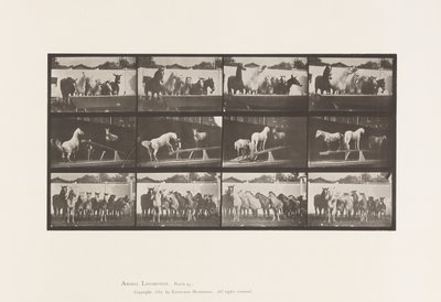 Talíř 651.A, Zvonění zvonu; B, Teeter Board; C, Vojenské cvičení od Eadweard Muybridge