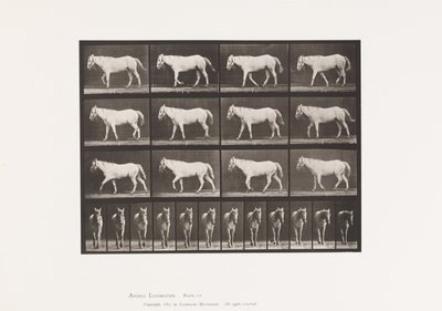 Talíř 656. Chůze; Volný, uvolnit; Osifikace chrupavky od Eadweard Muybridge