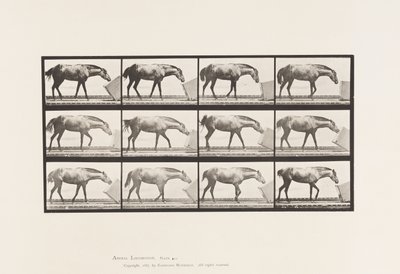 Talíř 657. Válcování krabice; Pony, Lotto od Eadweard Muybridge