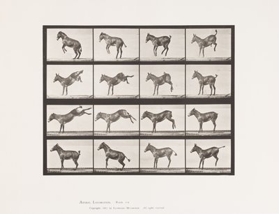 Deska 659. Mule; A, B, Bucking a kopání; Ruth od Eadweard Muybridge