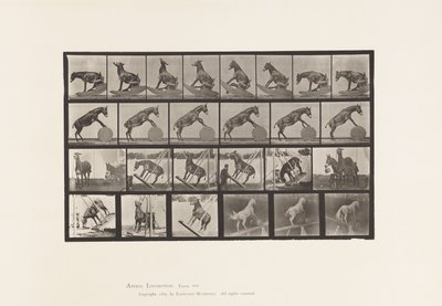Talíř 660. Mule; Různá představení Denver od Eadweard Muybridge