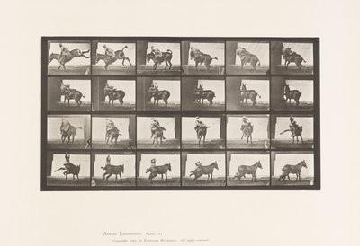 Deska 661. Mezek; A, B, A Žáruvzdorné zvíře Ruth od Eadweard Muybridge