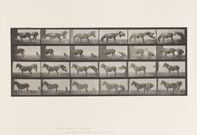 Deska 663. Mezek; A, B, A Žáruvzdorné zvíře Denver od Eadweard Muybridge