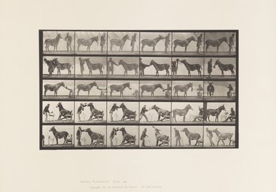 Deska 664. Mule; Různá představení; u stolu atd. od Eadweard Muybridge