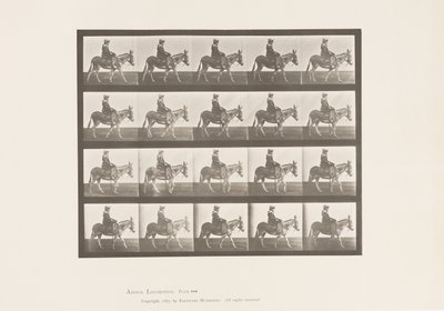 Talíř 666. Zadek; Chůze; Sedlo; Dívka na koni, Zoo od Eadweard Muybridge